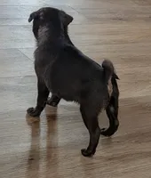 Silas, a male Pug for sale in Andover, OH – 2 of 10