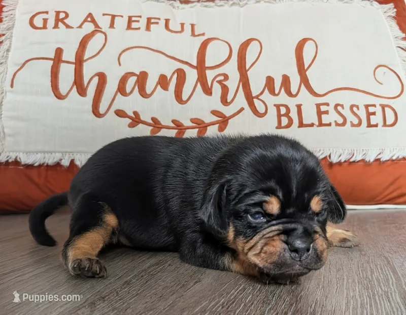Waffles – Puggle, Pug puppy for sale in Andover, OH
