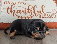 Waffles, a male Puggle and Pug for sale in Andover, OH – 1 of 2
