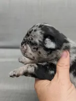 Chutney, a male Pug for sale in Andover, OH – 4 of 4