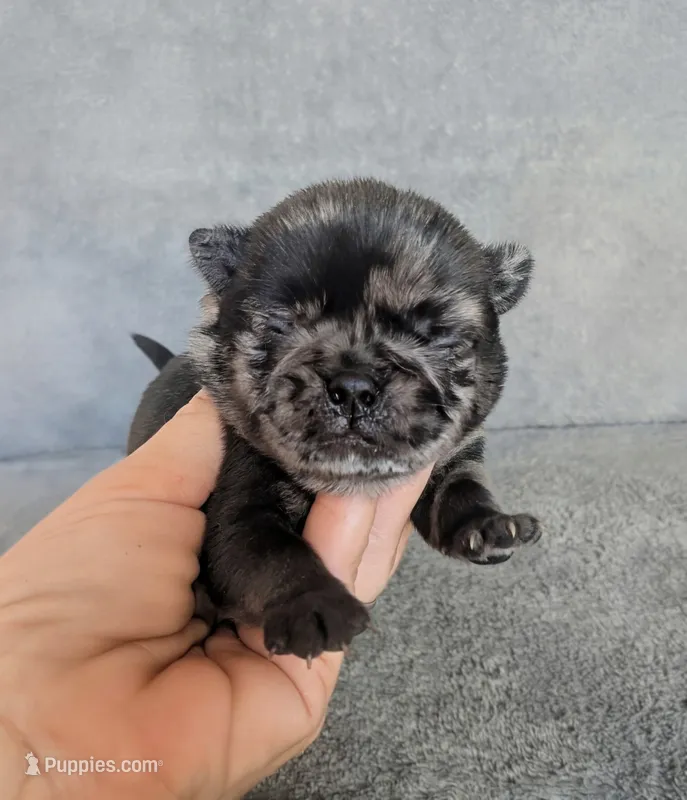 Spruce – Pug puppy for sale in Andover, OH