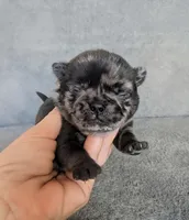 Spruce, a male Pug for sale in Andover, OH – 1 of 4