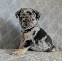 Truffles, a female Pug for sale in Andover, OH – 4 of 8