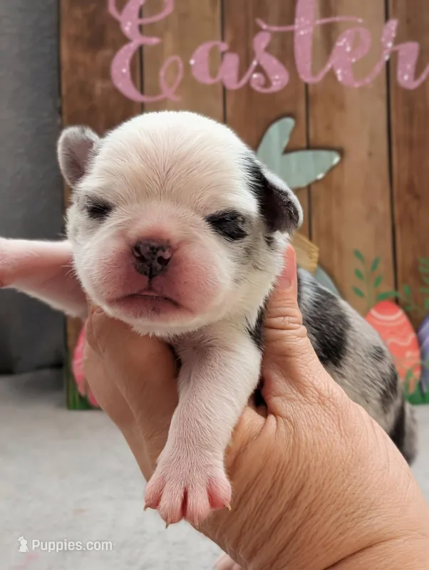 Cosmo – Pug puppy for sale in Andover, OH