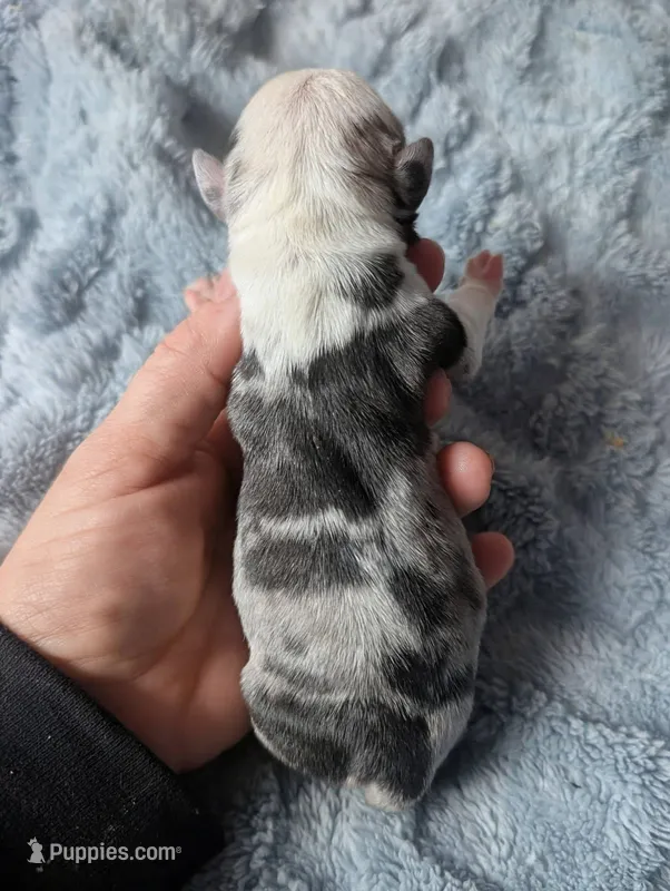 Cosmo – Pug puppy for sale in Andover, OH