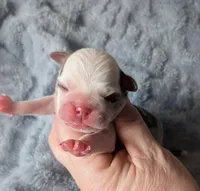 Cosmo, a male Pug for sale in Andover, OH – Photo 2 of 2