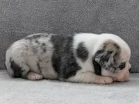 Cosmo, a male Pug for sale in Andover, OH – 3 of 8