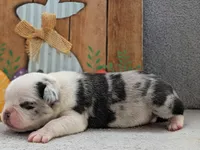Cosmo, a male Pug for sale in Andover, OH – 6 of 8
