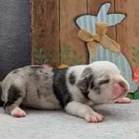 Cosmo, a male Pug for sale in Andover, OH – 5 of 8
