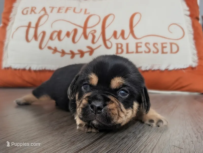 Biscuit – Puggle, Pug puppy for sale in Andover, OH