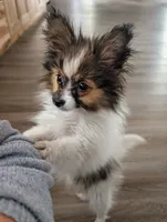 Uno, a male Papillon for sale in Andover, OH – Photo 1 of 3
