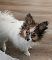 Uno, a male Papillon for sale in Andover, OH – Photo 2 of 3