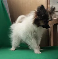 Uno, a male Papillon for sale in Andover, OH – Photo 3 of 3