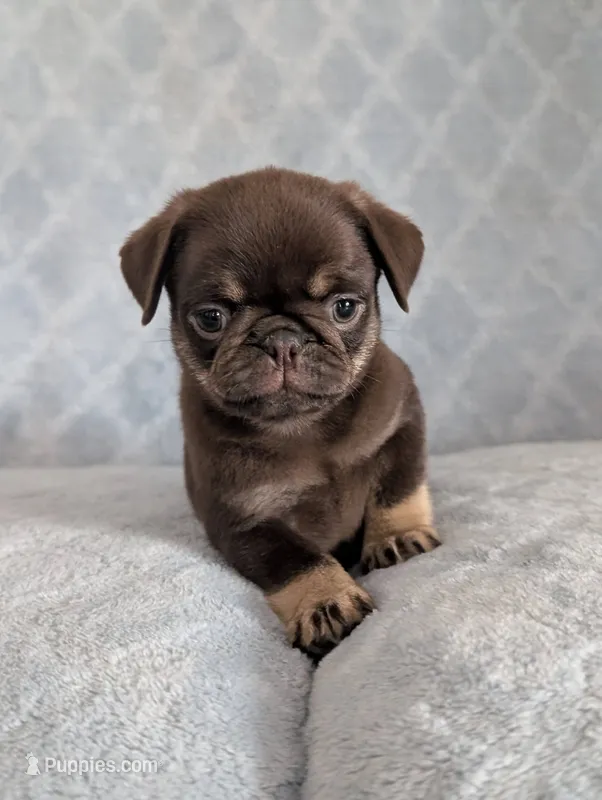 Chino – Pug puppy for sale in Andover, OH