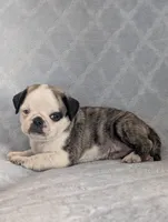 Tuxedo, a male Pug for sale in Andover, OH – 3 of 10