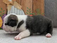 Tuxedo, a male Pug for sale in Andover, OH – 8 of 10