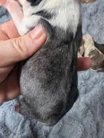 Tuxedo, a male Pug for sale in Andover, OH – Photo 2 of 2