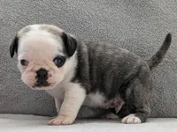 Tuxedo, a male Pug for sale in Andover, OH – 6 of 10