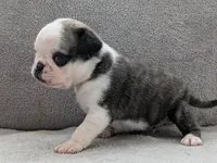 Tuxedo, a male Pug for sale in Andover, OH – 5 of 10