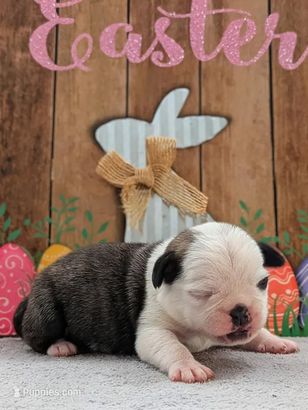 Tuxedo – Pug puppy for sale in Andover, OH