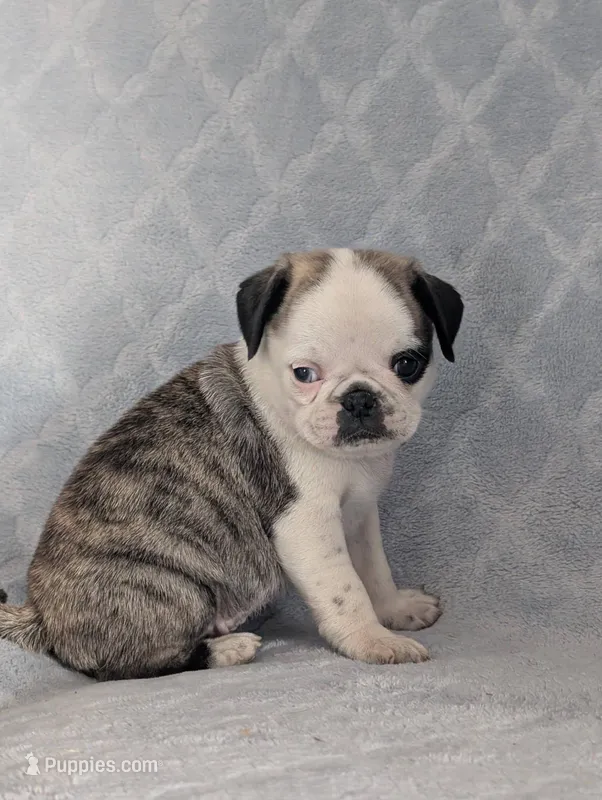 Tuxedo – Pug puppy for sale in Andover, OH
