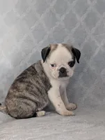 Tuxedo, a male Pug for sale in Andover, OH – 1 of 10