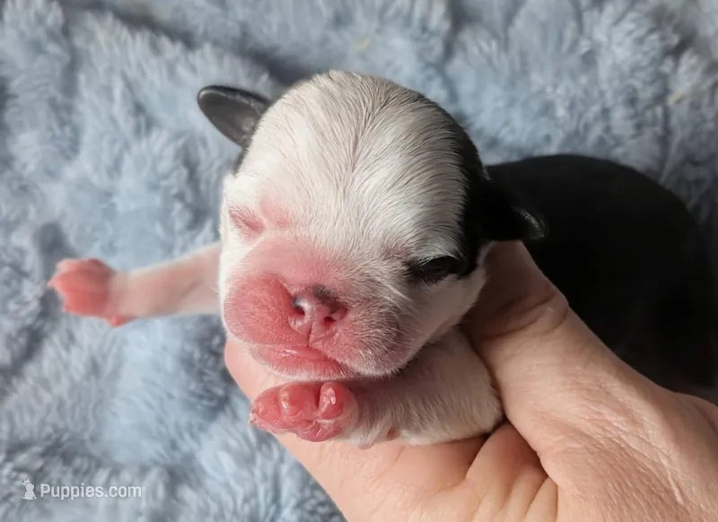 Tuxedo – Pug puppy for sale in Andover, OH