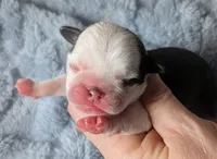 Tuxedo, a male Pug for sale in Andover, OH – Photo 1 of 2