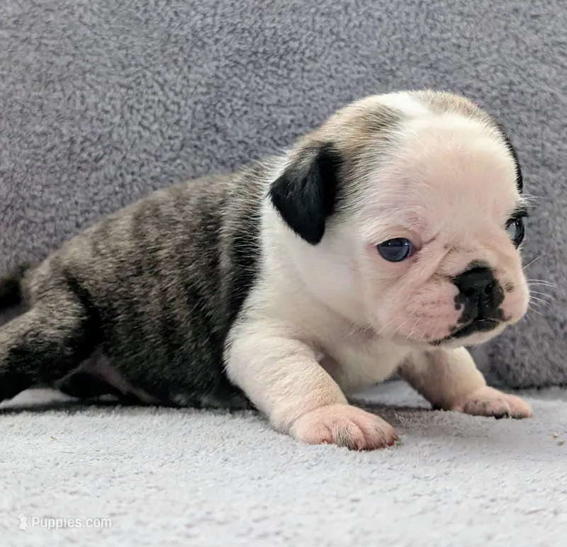 Tuxedo – Pug puppy for sale in Andover, OH