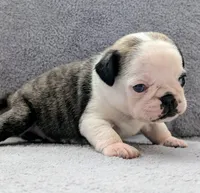 Tuxedo, a male Pug for sale in Andover, OH – 4 of 10