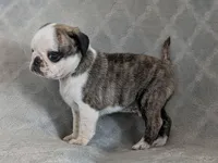 Tuxedo, a male Pug for sale in Andover, OH – 2 of 10