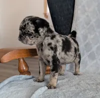Chutney, a male Pug for sale in Andover, OH – 3 of 7