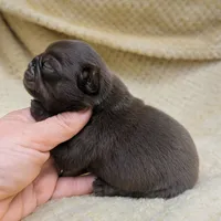 Chai, a female Pug for sale in Andover, OH – 3 of 4