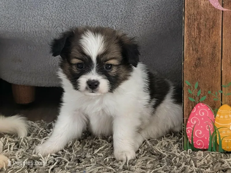 Matilda – Papillon puppy for sale in Andover, OH
