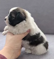 Matilda, a female Papillon for sale in Andover, OH – Photo 2 of 2