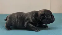 Javor, a male Pug for sale in Andover, OH – 3 of 4