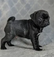 Colby, a male Pug for sale in Andover, OH – 2 of 10