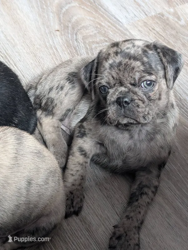 Arona – Pug puppy for sale in Andover, OH
