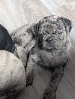 Arona, a female Pug for sale in Andover, OH – 1 of 10