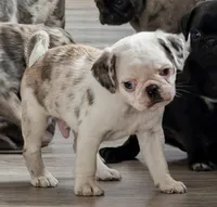 Slate , a male Pug for sale in Andover, OH – 1 of 10