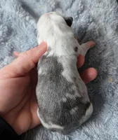 Slate , a male Pug for sale in Andover, OH – Photo 3 of 3