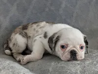 Slate , a male Pug for sale in Andover, OH – 3 of 10