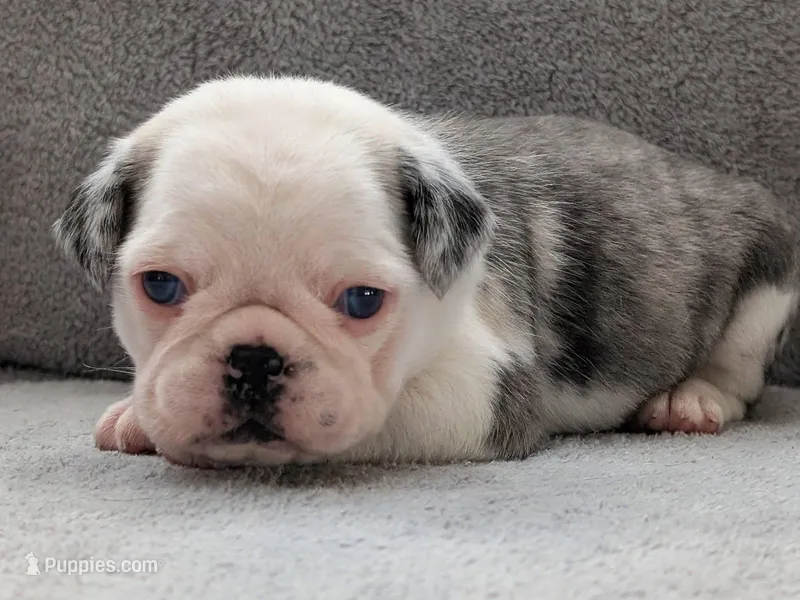 Slate  – Pug puppy for sale in Andover, OH