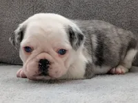 Slate , a male Pug for sale in Andover, OH – 4 of 10