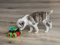 Slate , a male Pug for sale in Andover, OH – 2 of 10