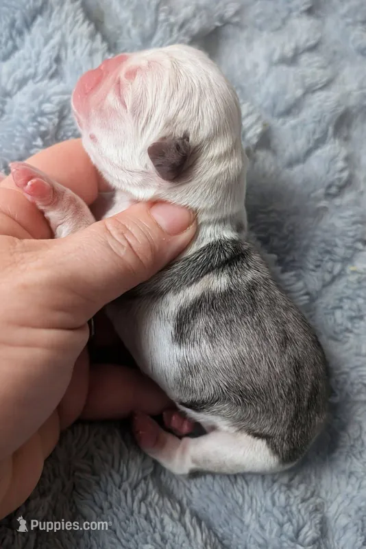 Slate  – Pug puppy for sale in Andover, OH