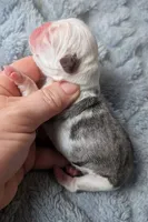 Slate , a male Pug for sale in Andover, OH – Photo 1 of 3