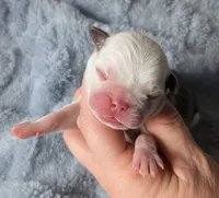 Slate , a male Pug for sale in Andover, OH – Photo 2 of 3