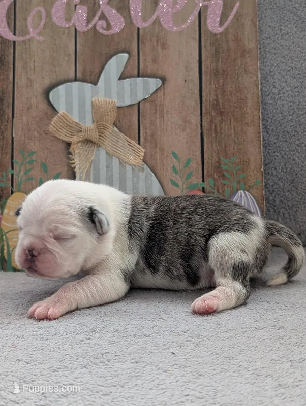 Slate  – Pug puppy for sale in Andover, OH