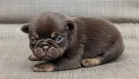 Chino, a male Pug for sale in Andover, OH – 4 of 4